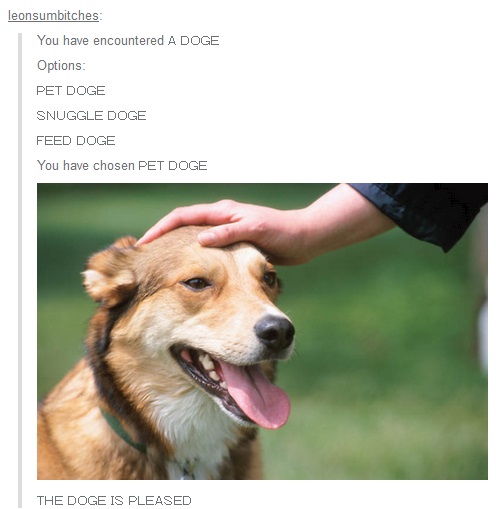 Doge is pleased
